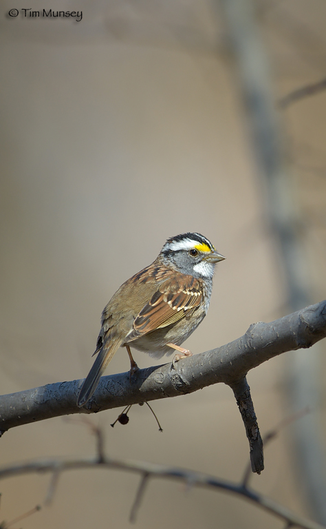 White Throated Sparrow